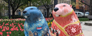 Neighbourhood Secrets: The Great Beaver Quest in Old Town Toronto