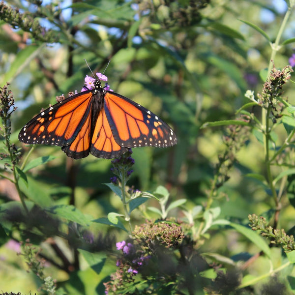 Pretty Places & Artful Spaces - Mystery Day Trips