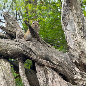 Squirrel on a tree branch with green foliage in the background - sights seen during Family Fun - Mystery Day Trips.