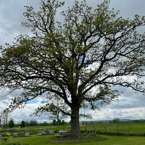 Large tree in a field with picnic tables and a cloudy sky - sights seen during Family Fun - Mystery Day Trips.