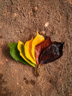 Four leaves in green, yellow, red and black on a brown surface. Representing Mystery Day Trips year round adventures.